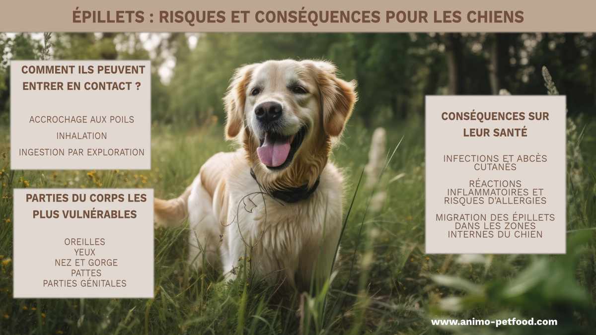 chien-epillets-risques-sante